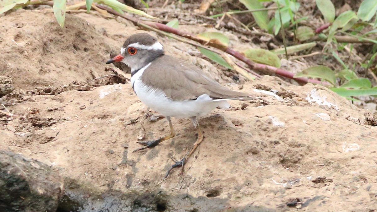 Three-banded Plover - ML616880879