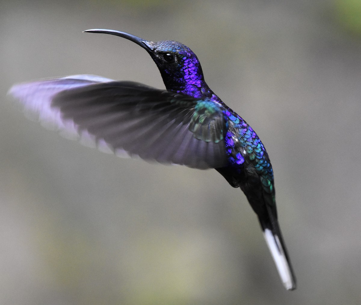 kolibřík fialkový - ML61688091