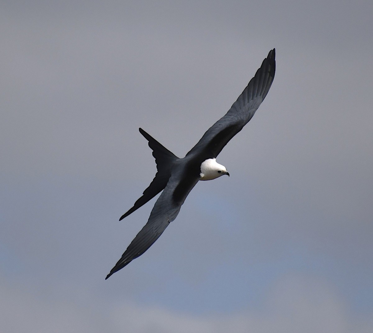 Swallow-tailed Kite - ML616880941