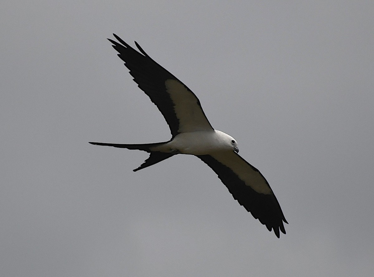 Swallow-tailed Kite - ML616880942