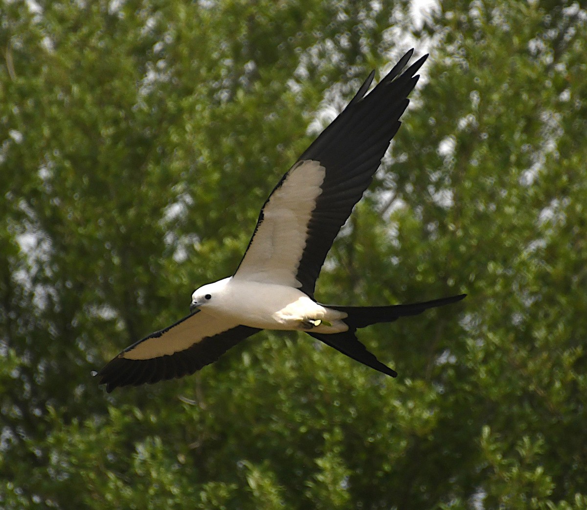 Swallow-tailed Kite - ML616880943