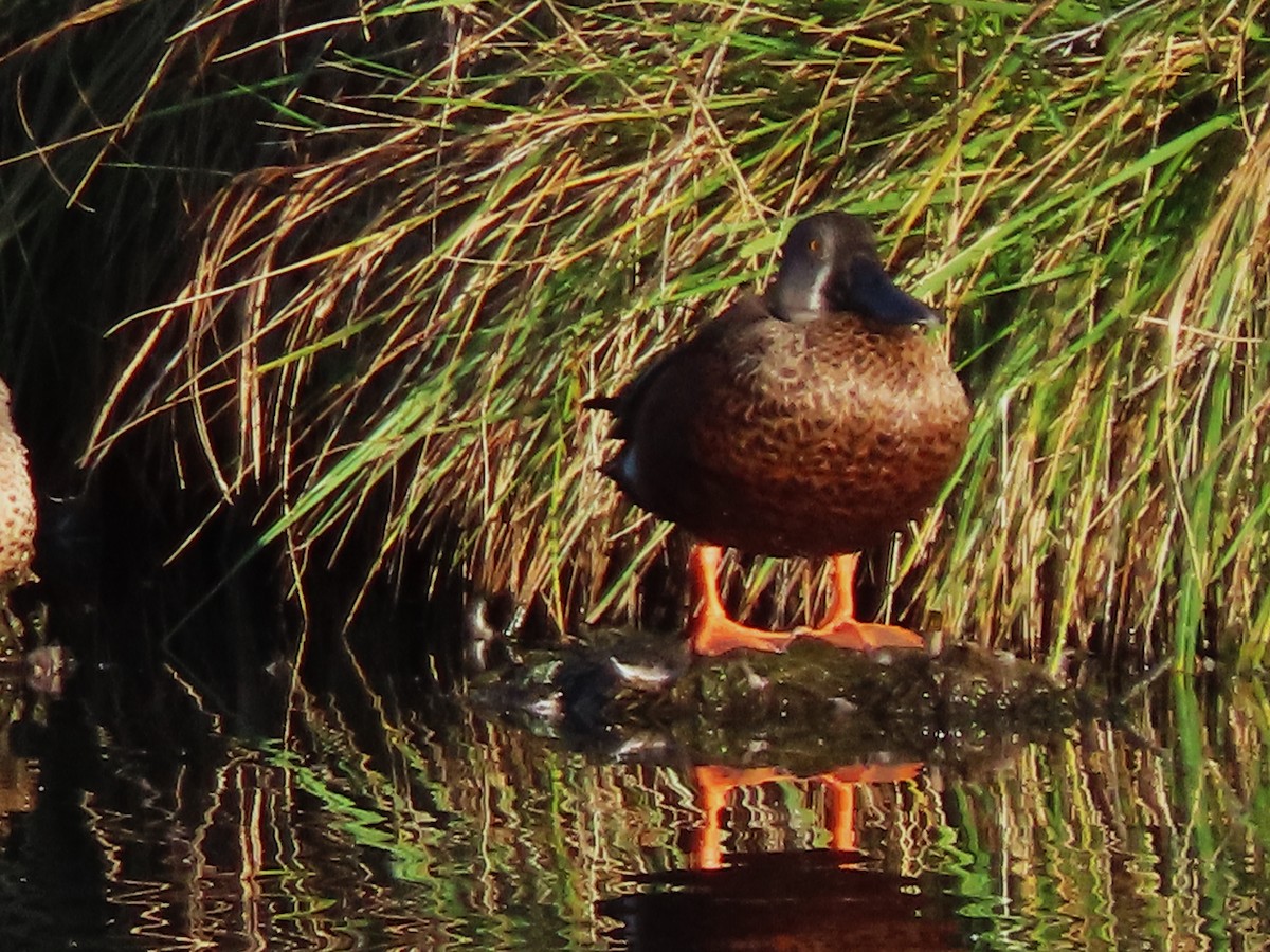 eBird Australia Checklist - 4 Apr 2024 - Jerrabomberra Wetlands Nature ...