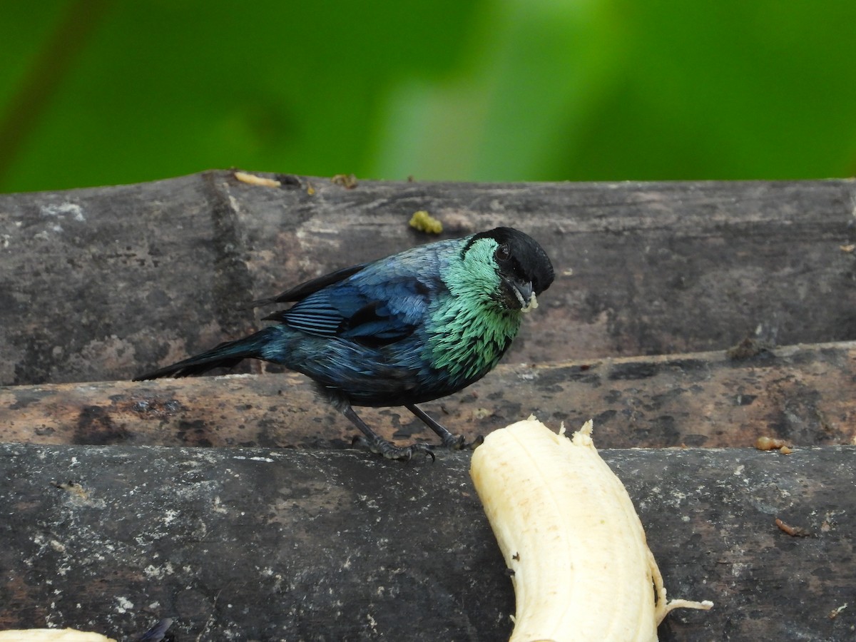 Black-capped Tanager - ML616881072