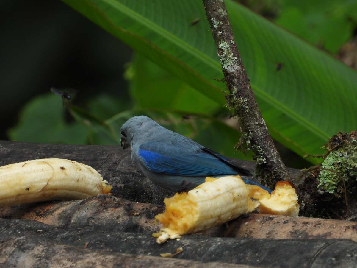 Blue-gray Tanager - ML616881085