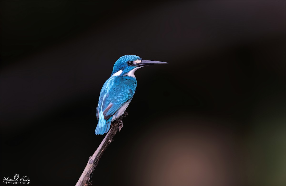 Small Blue Kingfisher - ML616881094