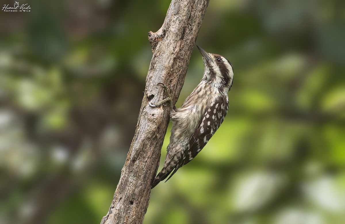 Sunda Pygmy Woodpecker - ML616881103