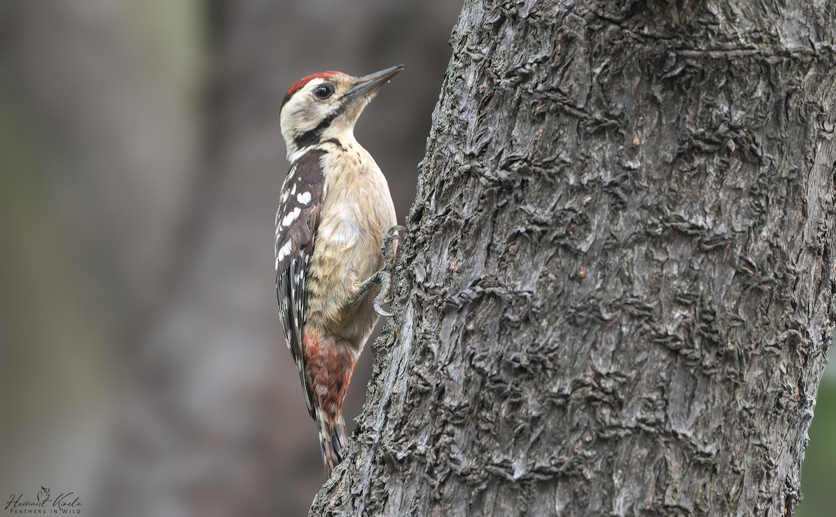 Freckle-breasted Woodpecker - ML616881110