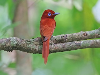  - Rufous Paradise-Flycatcher (Northern)