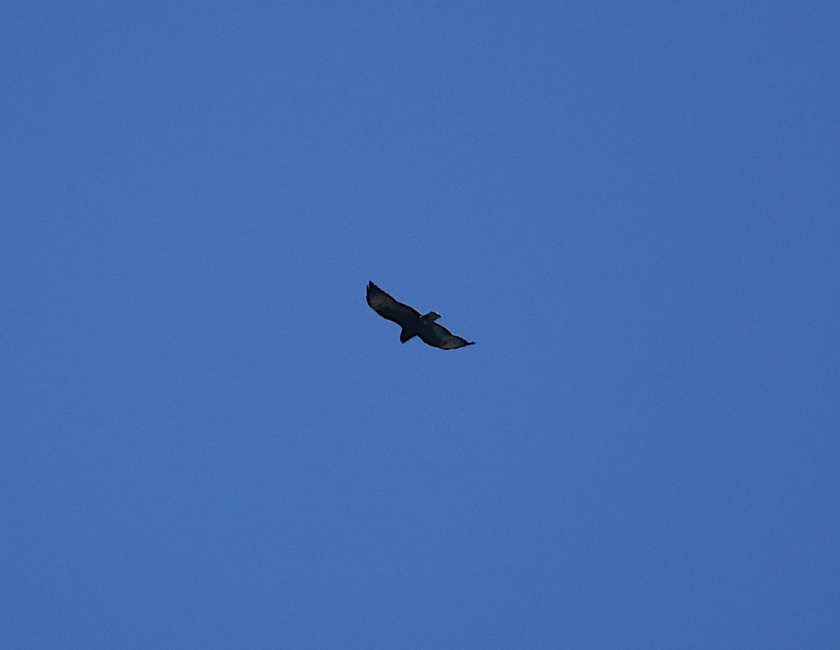 Short-tailed Hawk - ML616881175