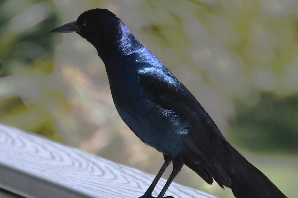 Boat-tailed Grackle - Matthew Curtis