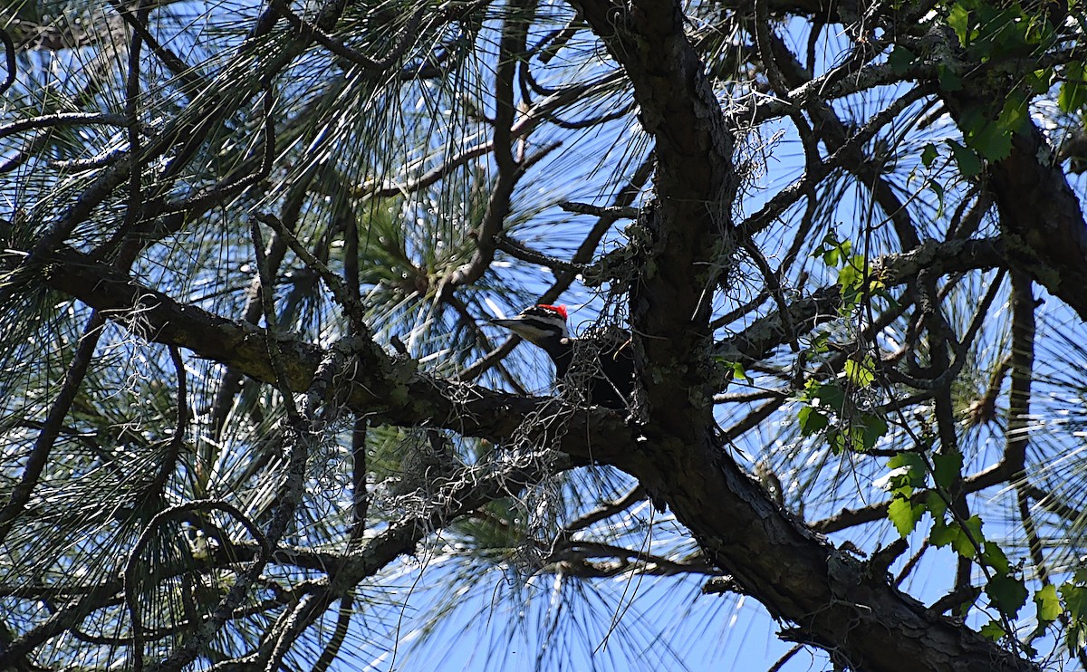 Pileated Woodpecker - ML616881300