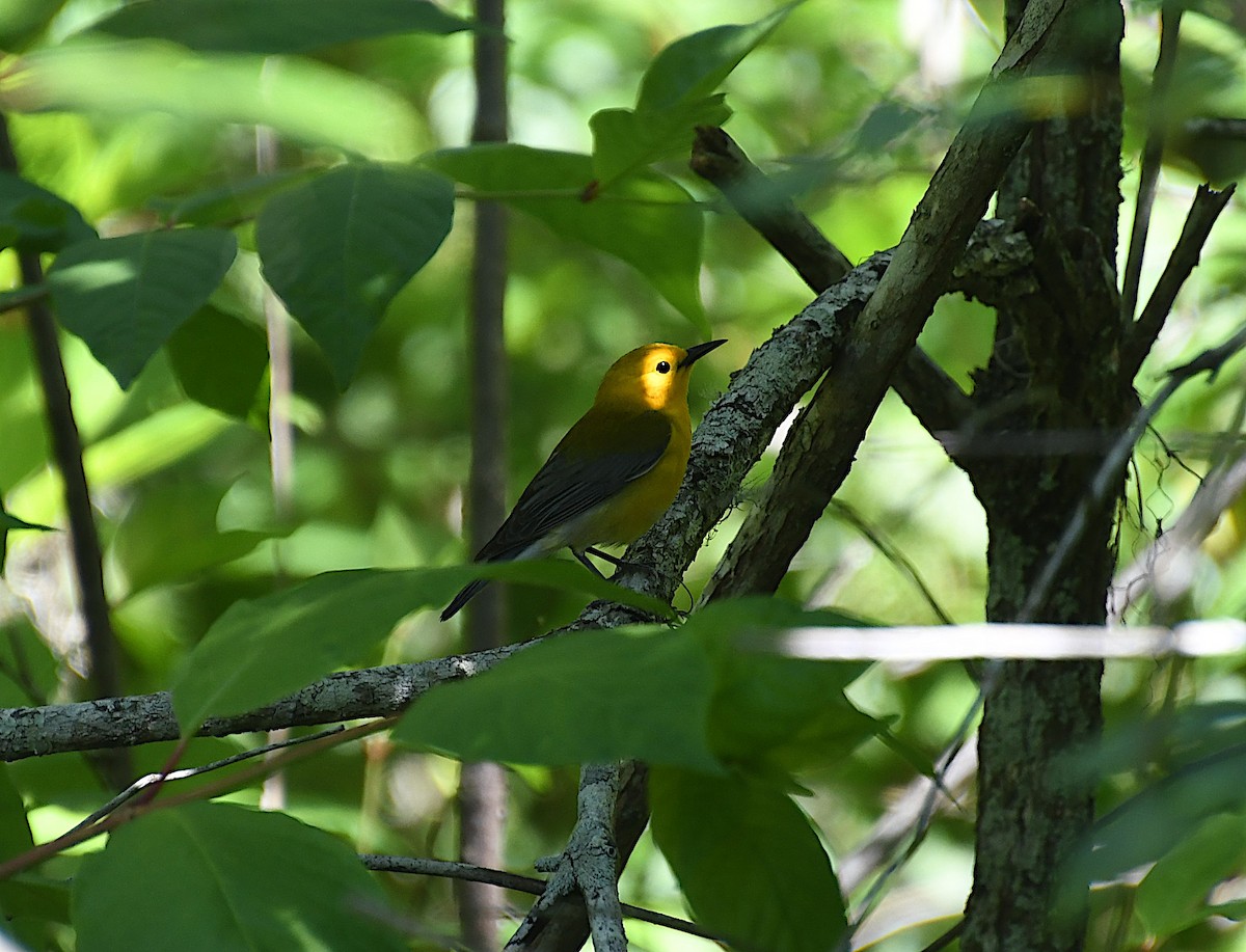 Prothonotary Warbler - ML616881312