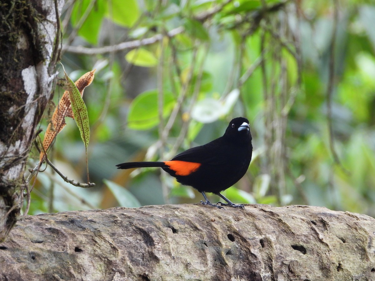 Flame-rumped Tanager - ML616881346