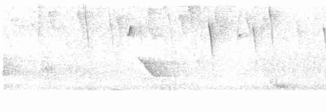 Голкохвіст сірочеревий - ML616881364