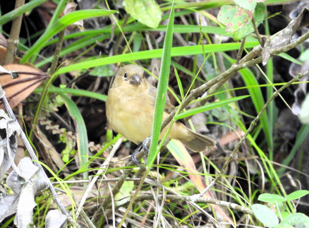 Yellow-bellied Seedeater - ML616881470