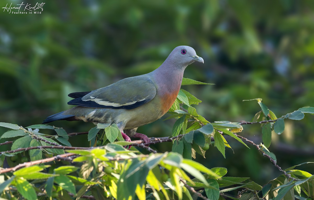 Pink-necked Green-Pigeon - ML616881479