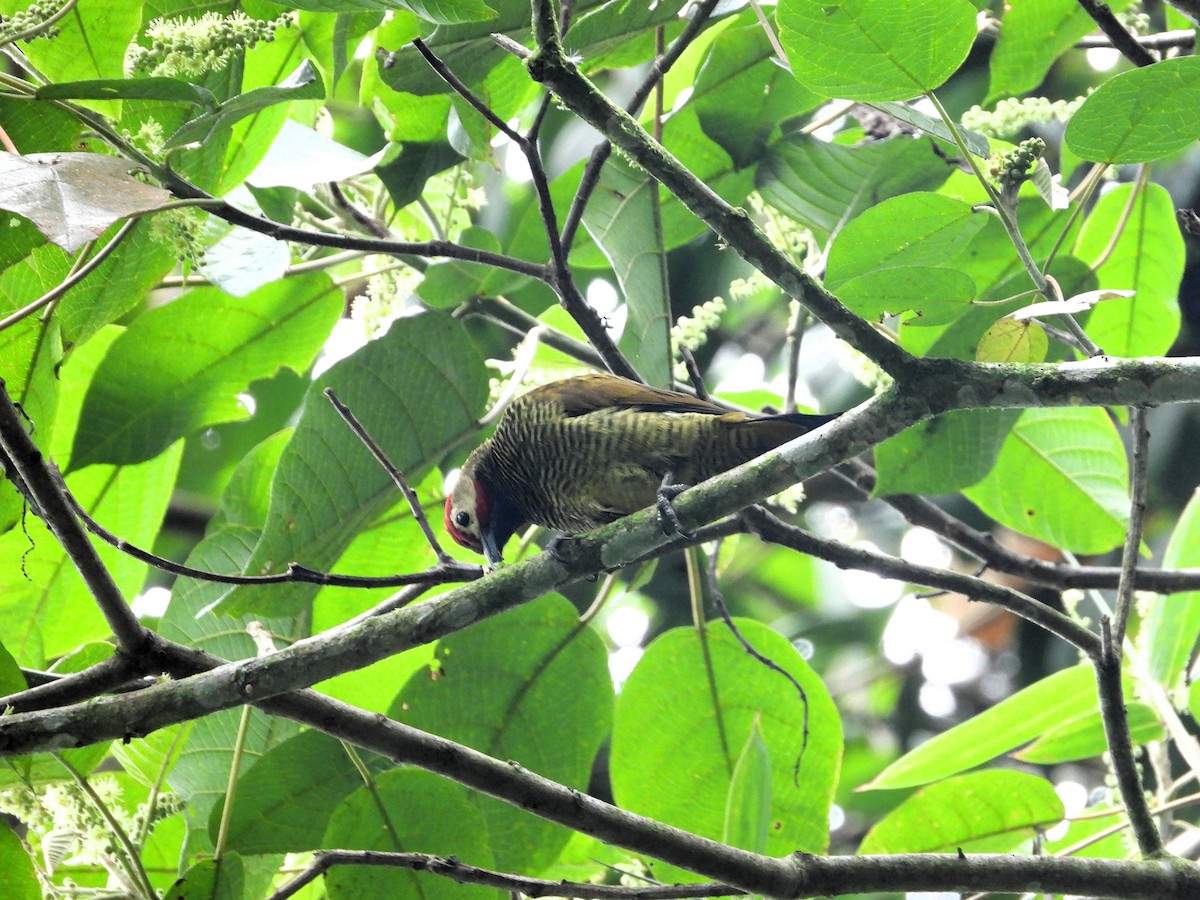 Golden-olive Woodpecker - ML616881514