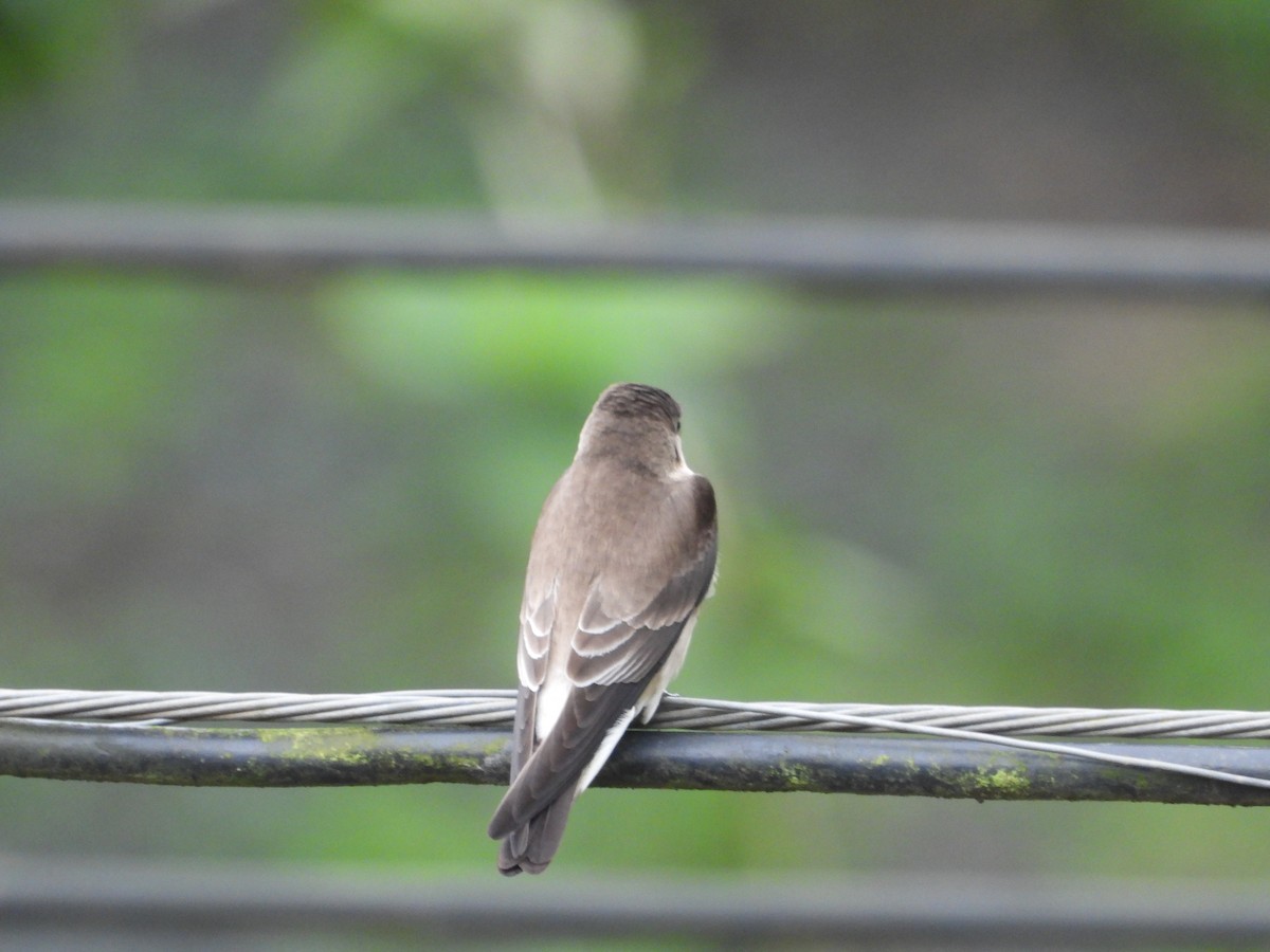Southern Rough-winged Swallow - ML616881545