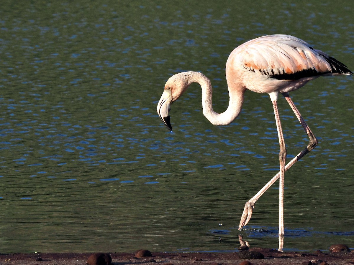 American Flamingo - Gabriel Willow