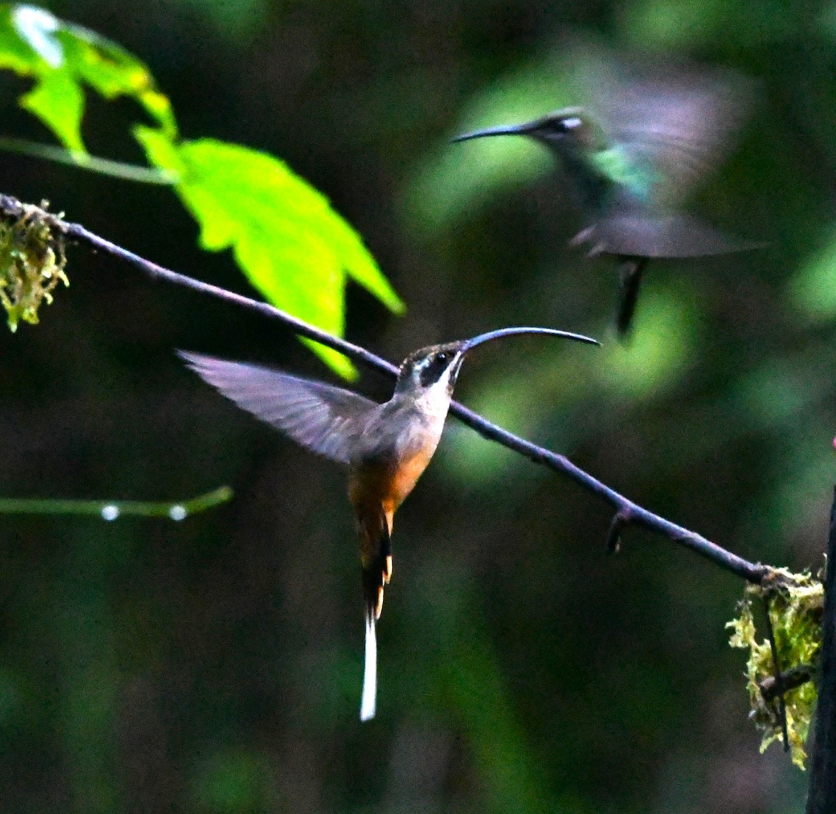 kolibřík dlouhoocasý - ML616881597