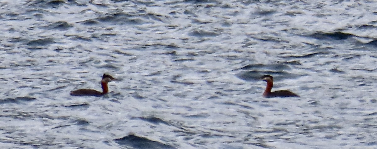Red-necked Grebe - Joanne Does