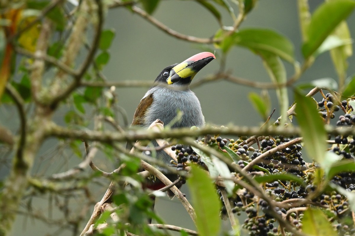 Gray-breasted Mountain-Toucan - ML616881662