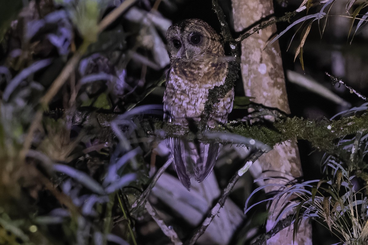 Rufous-banded Owl - ML616881803