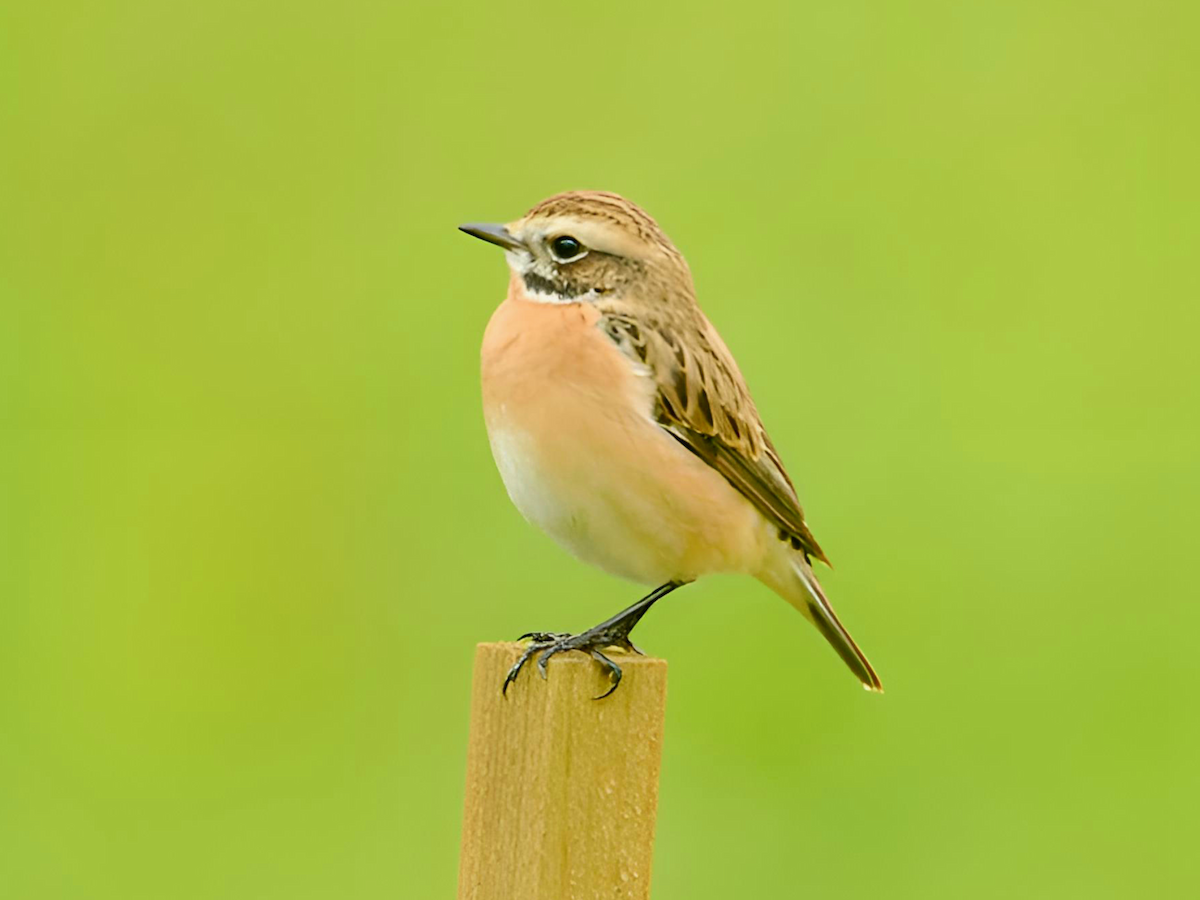 Whinchat - ML616881810