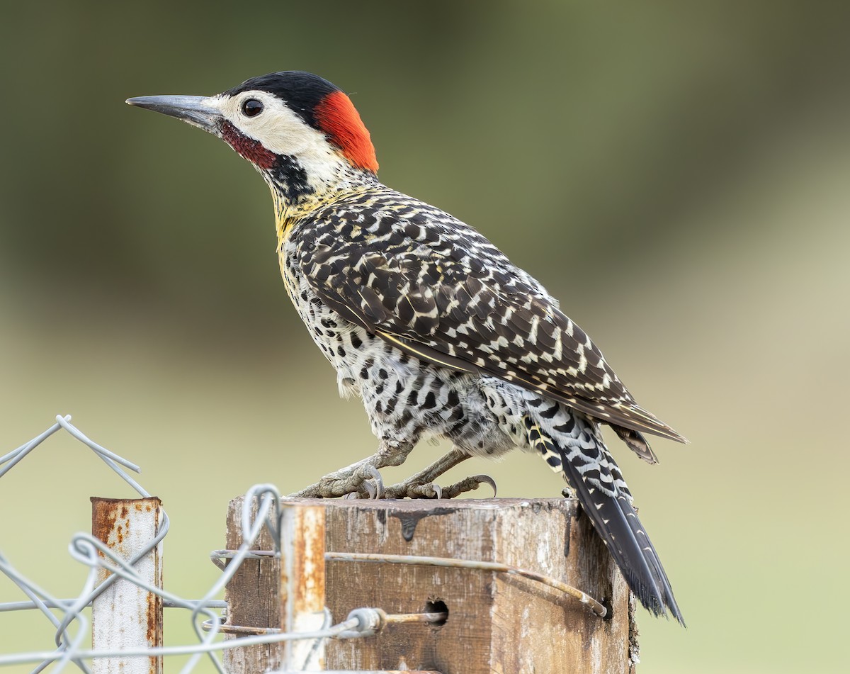 Green-barred Woodpecker (Golden-breasted) - ML616881904