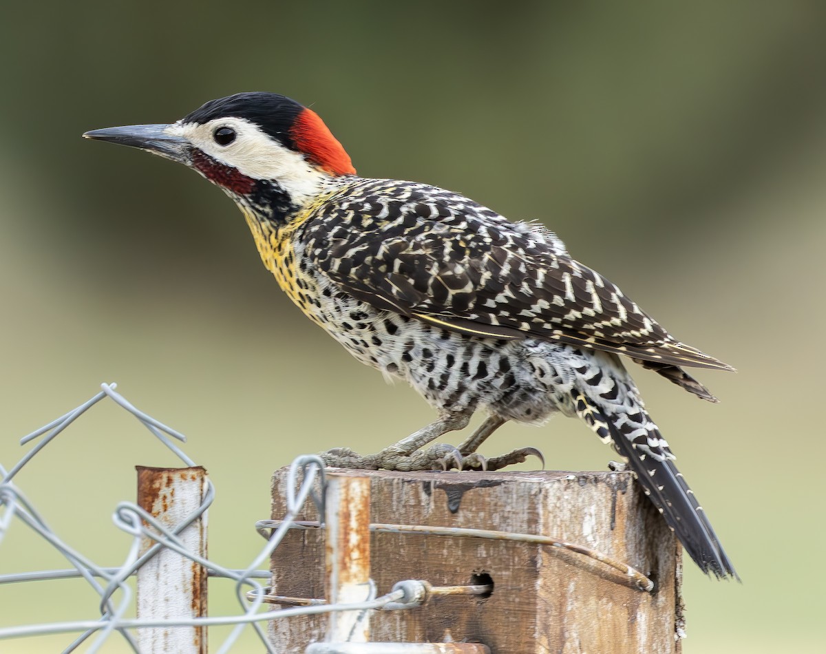 Green-barred Woodpecker (Golden-breasted) - ML616881906