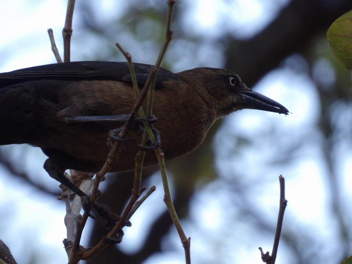 Great-tailed Grackle - ML616881955