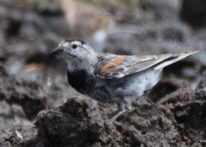 Thick-billed Longspur - ML616881976