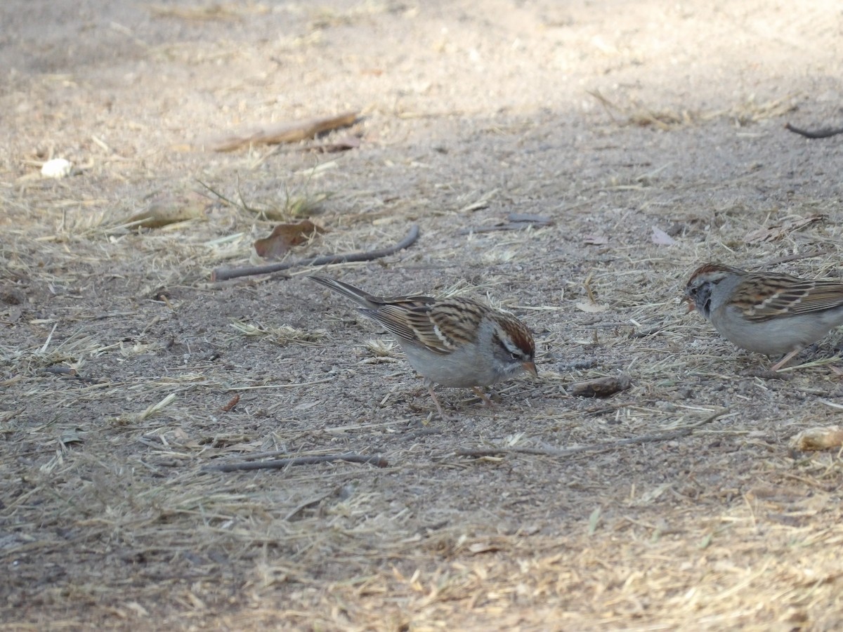 Chipping Sparrow - ML616882005