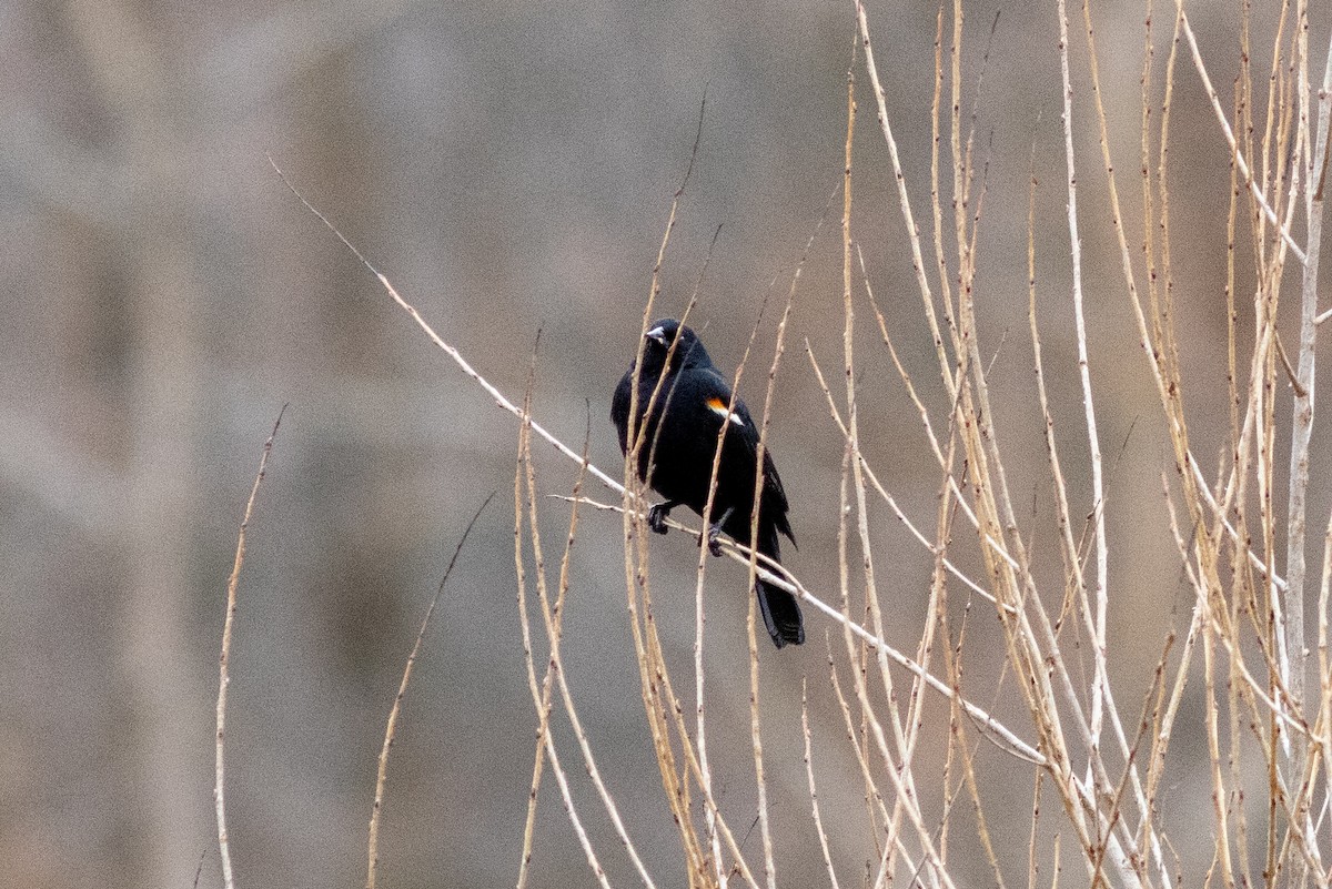 Red-winged Blackbird - ML616882011