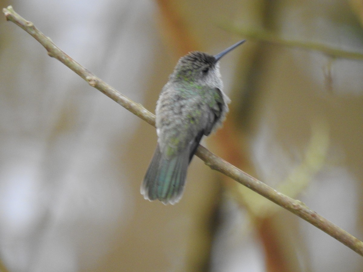 Olive-spotted Hummingbird - ML616882139