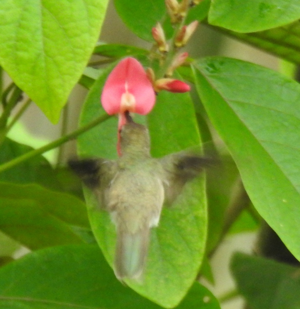 Olive-spotted Hummingbird - ML616882294