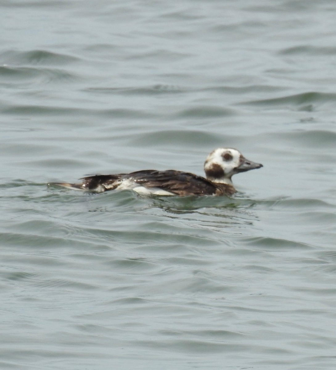 Long-tailed Duck - ML61688231