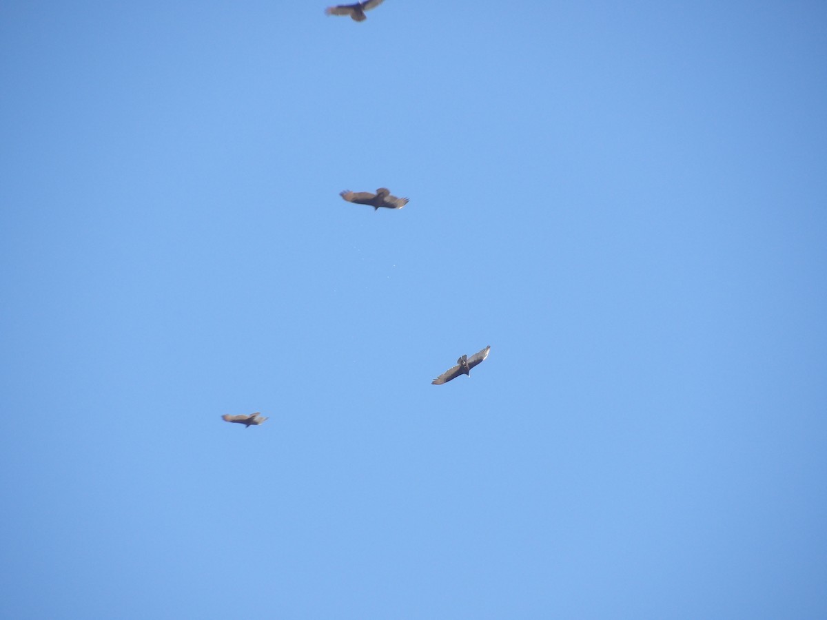 Turkey Vulture (Northern) - ML616882383