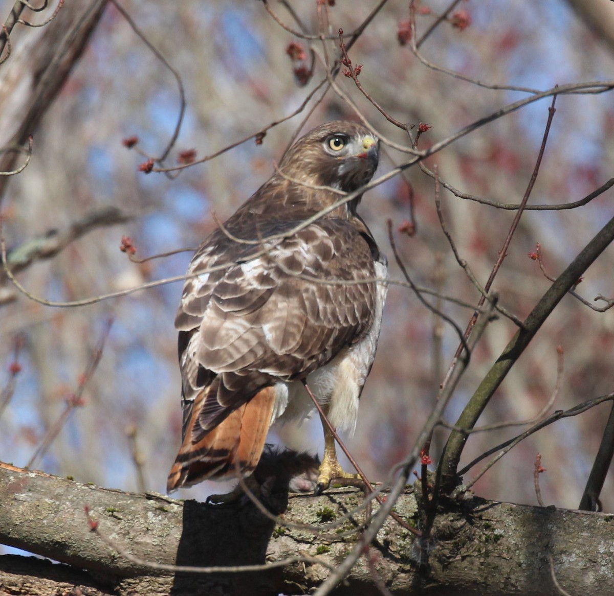 Red-tailed Hawk - ML616882568