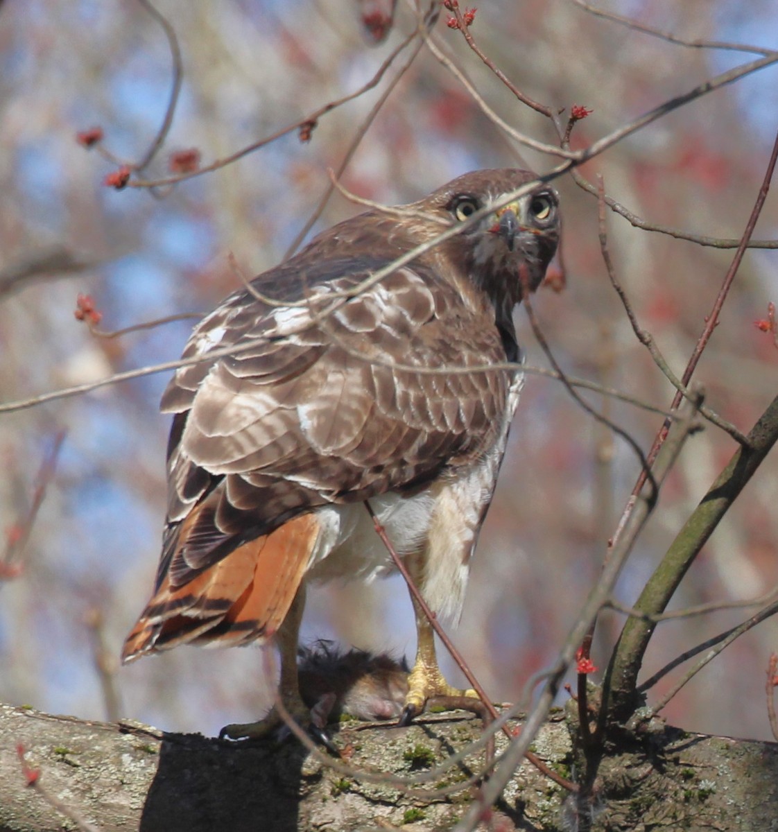 Red-tailed Hawk - ML616882573