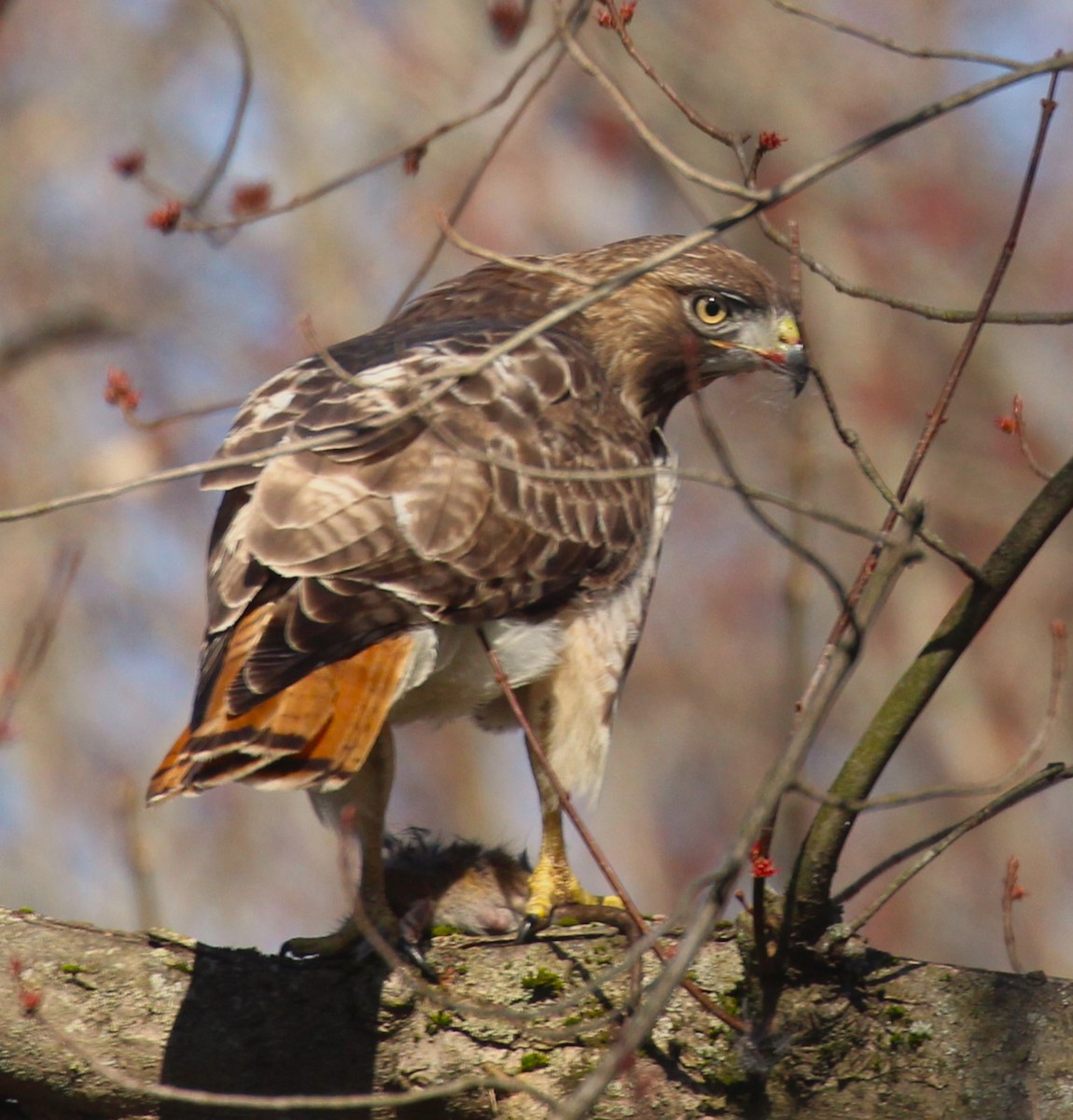 Red-tailed Hawk - ML616882574