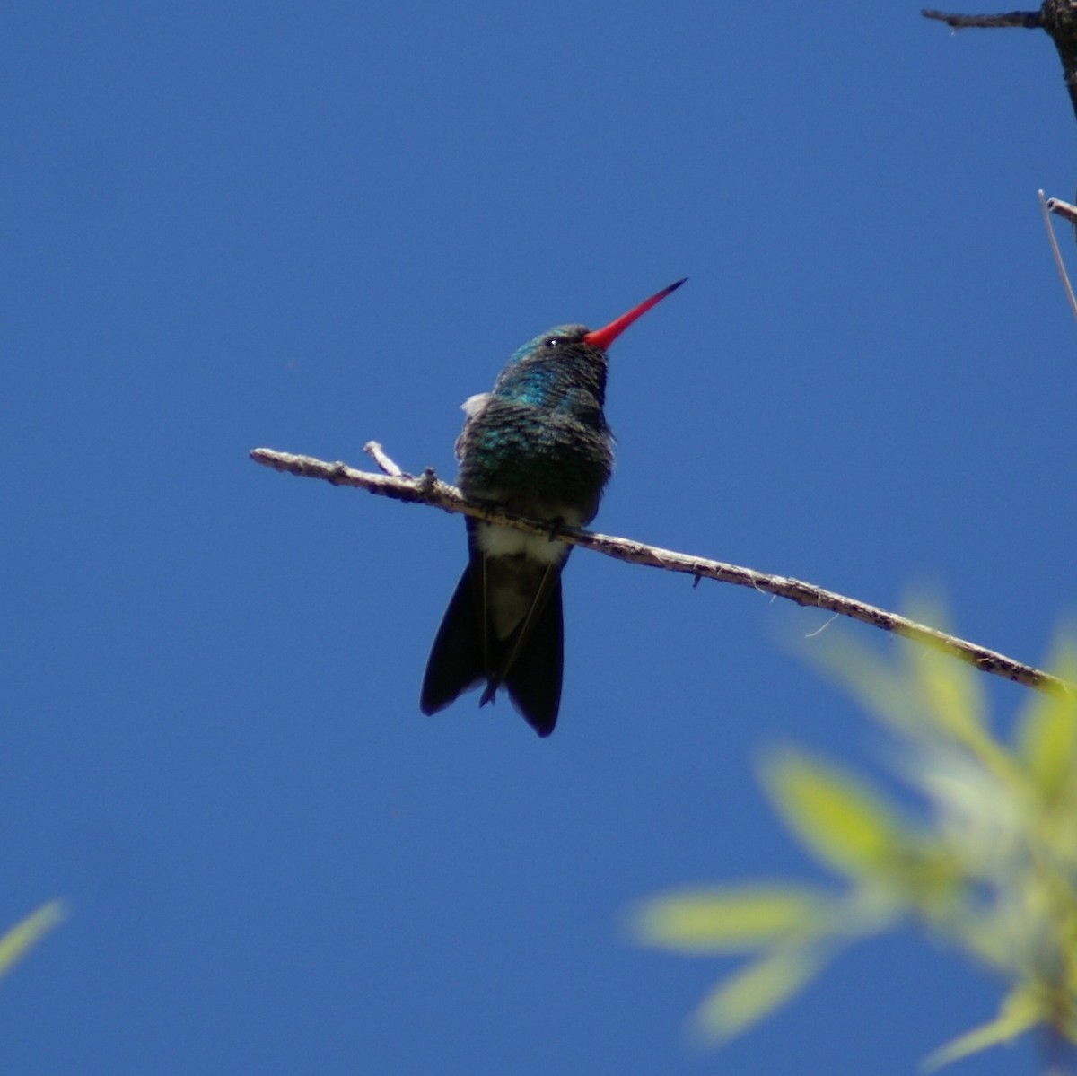 Broad-billed Hummingbird - ML616882632