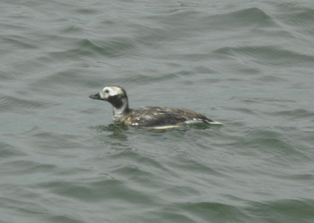 Long-tailed Duck - ML61688271