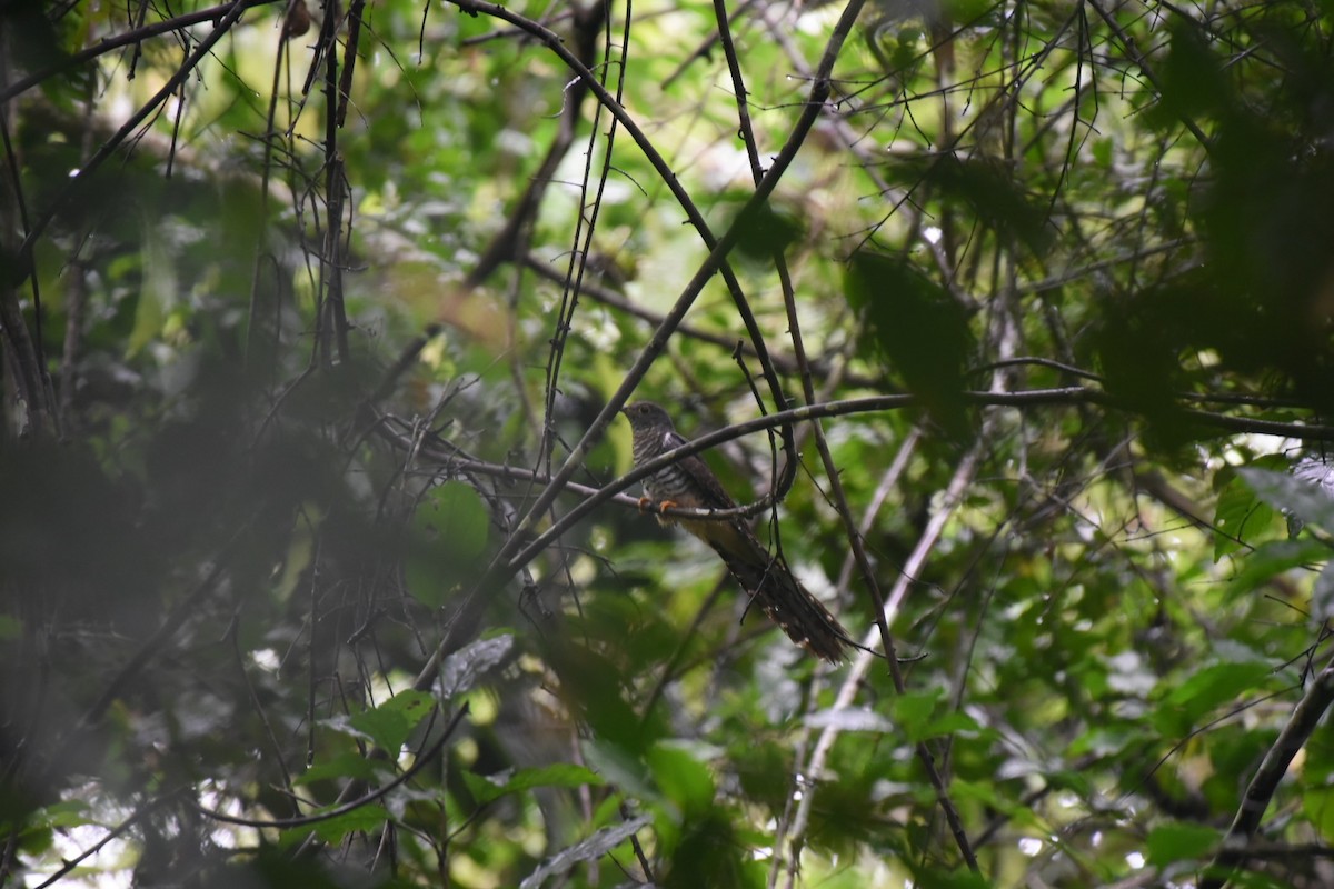 Dusky Long-tailed Cuckoo - ML616882717