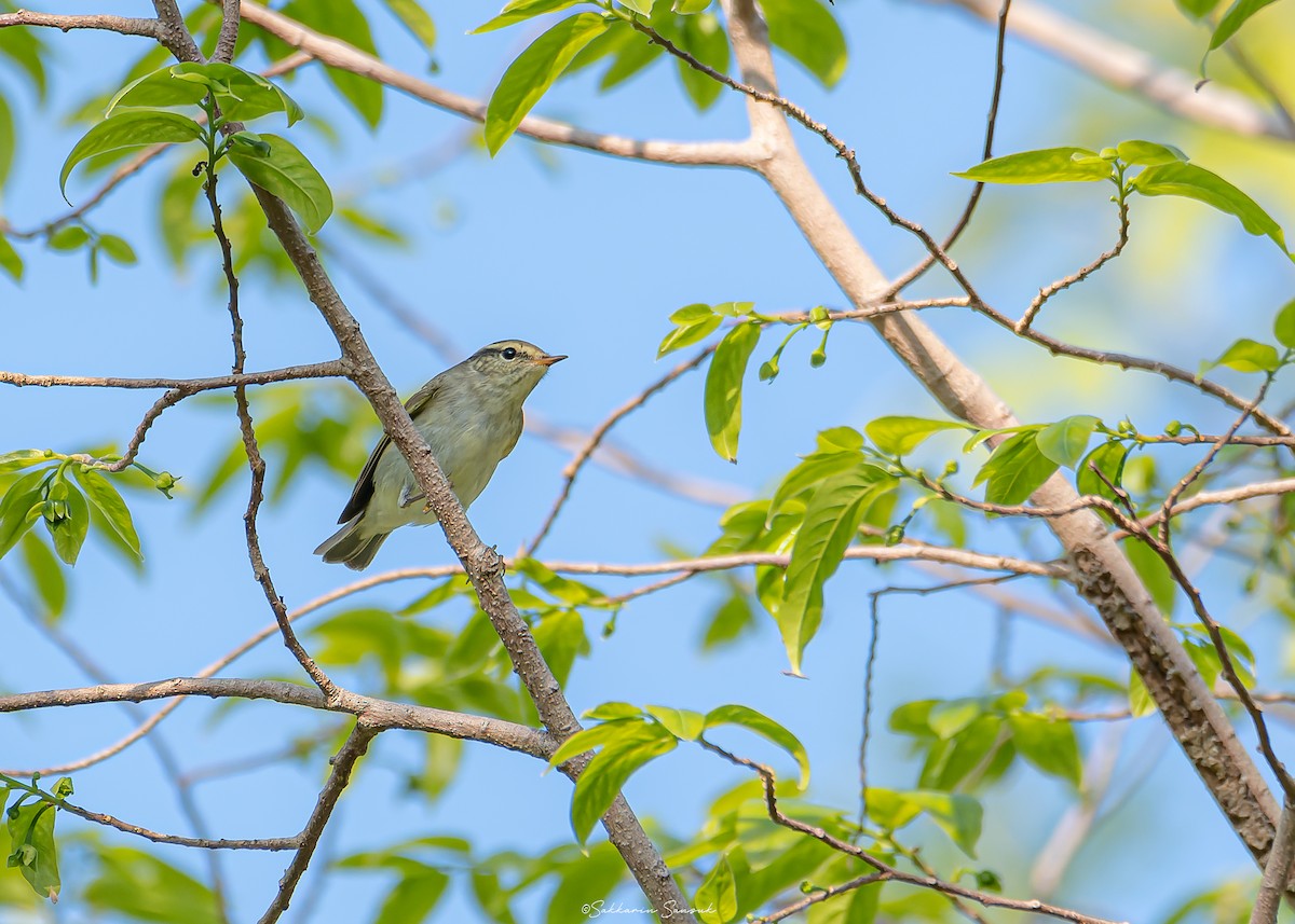 Yellow-browed Warbler - ML616882752