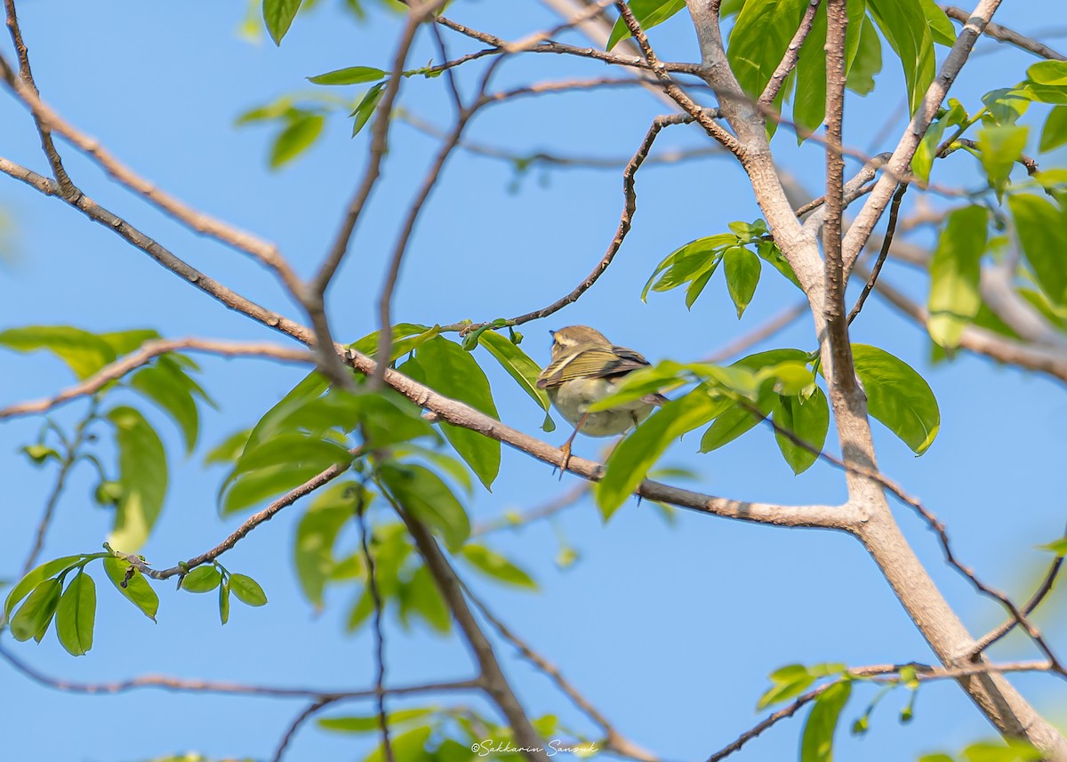 Yellow-browed Warbler - ML616882753