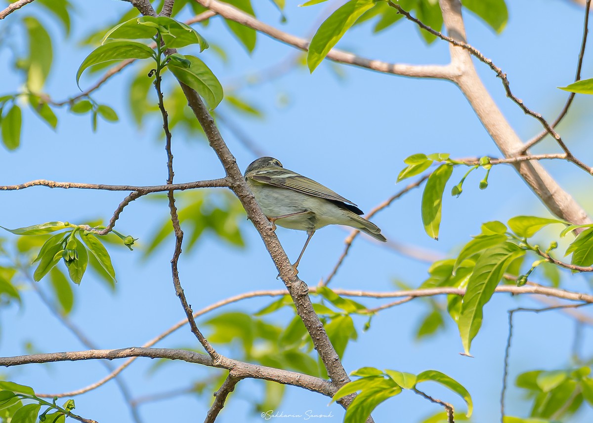 Yellow-browed Warbler - ML616882754