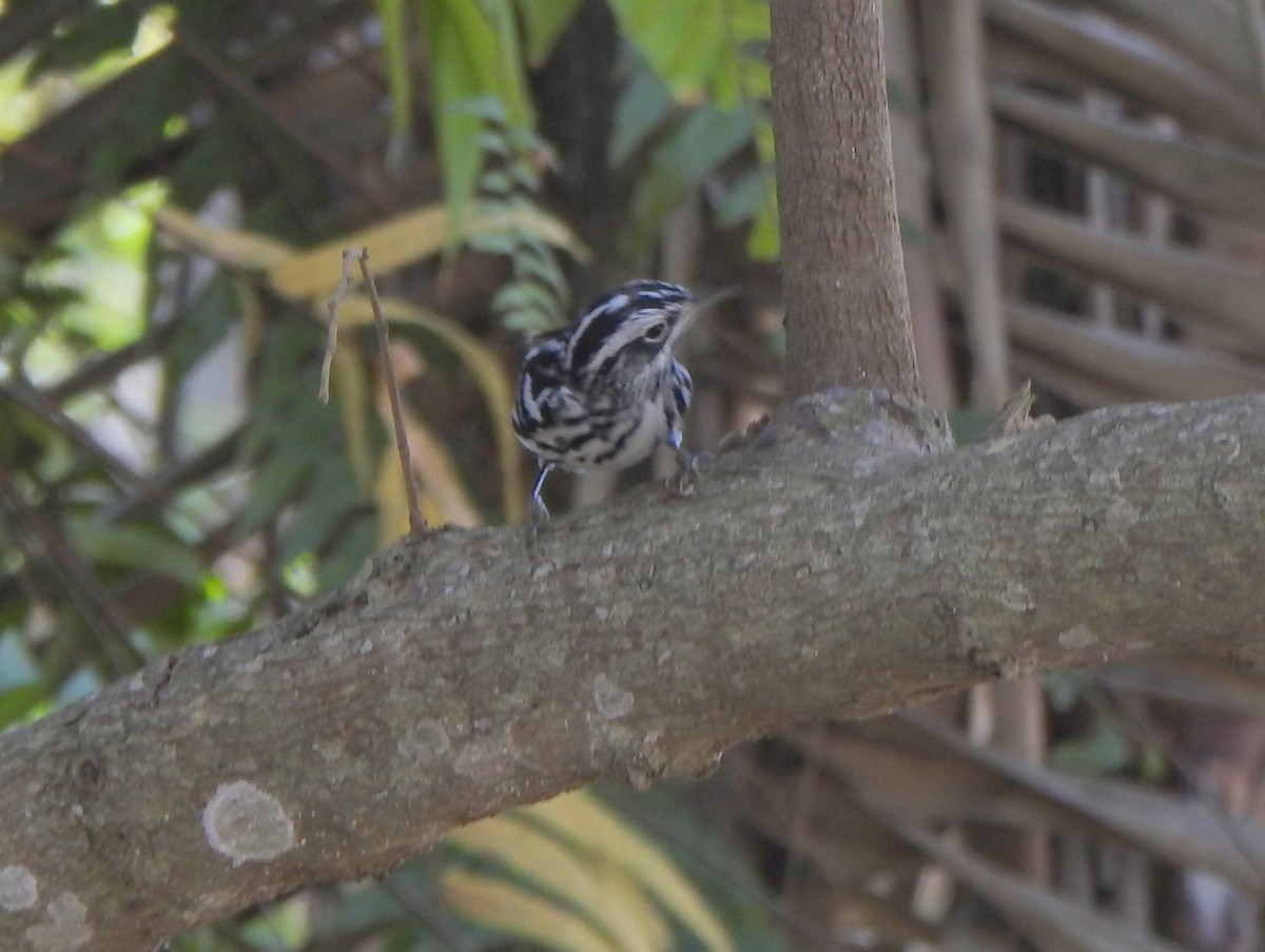 Black-and-white Warbler - ML616882796