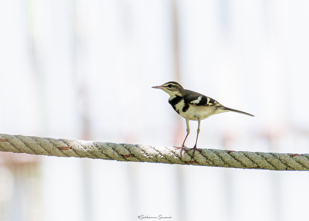 Forest Wagtail - ML616882812