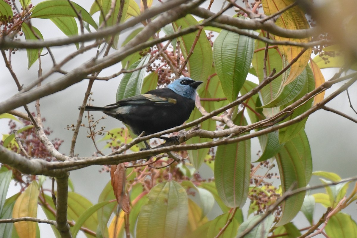 Blue-necked Tanager - ML616882867